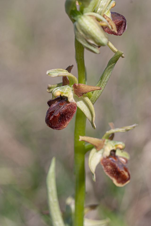 Ophrys della sezione Araniferae